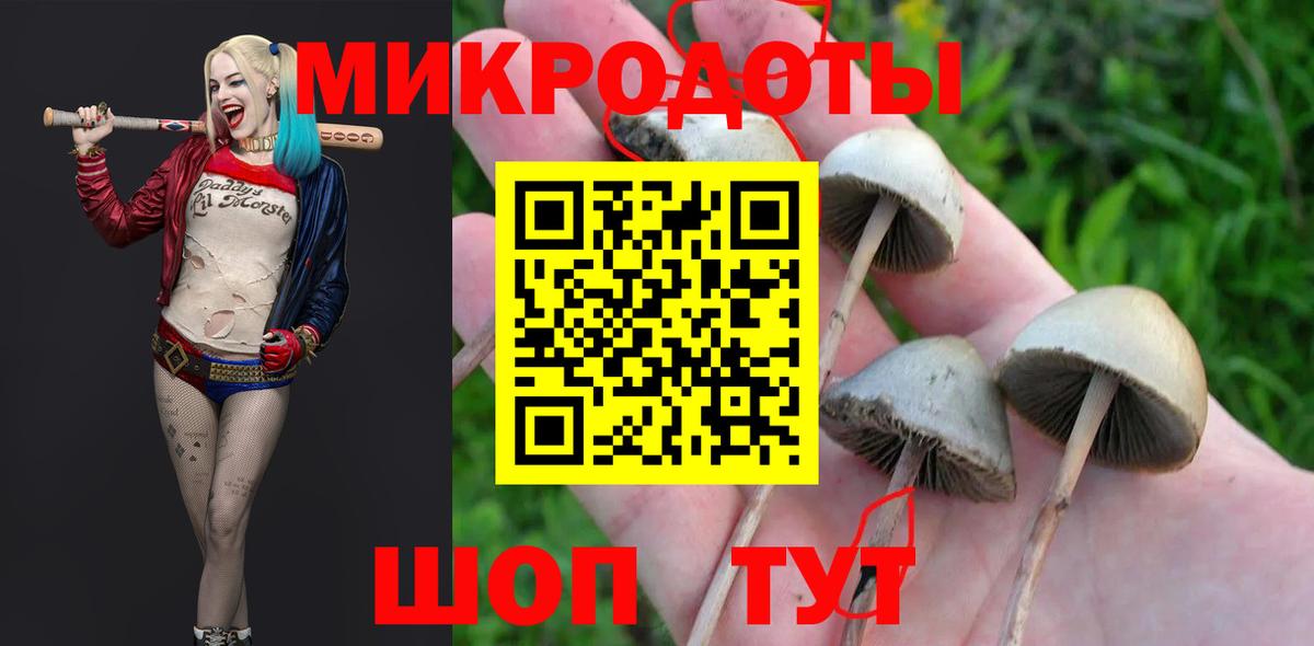Псилоцибиновые грибы Psilocybe Урус-Мартан